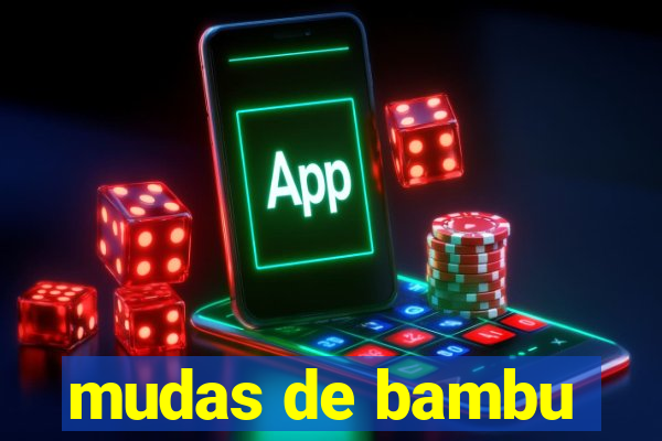 mudas de bambu