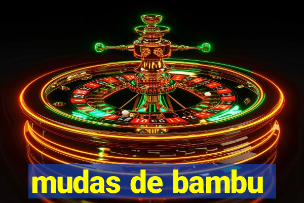 mudas de bambu