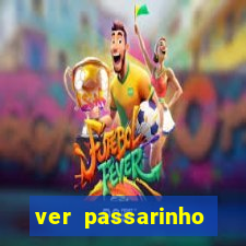 ver passarinho morto significado