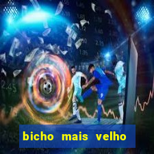 bicho mais velho da loteria dos sonhos