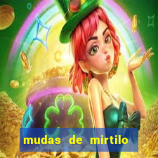 mudas de mirtilo em porto alegre