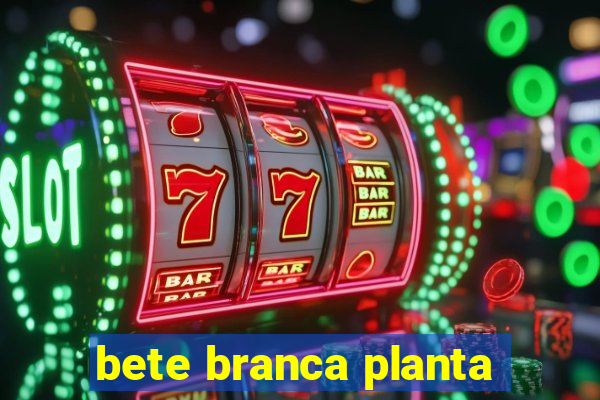 bete branca planta