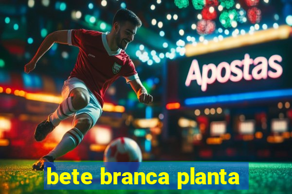 bete branca planta