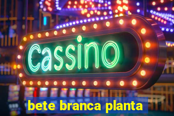 bete branca planta