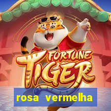 rosa vermelha (letra e cifra)