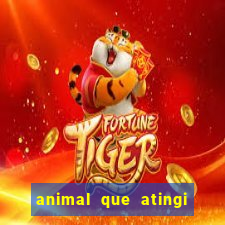 animal que atingi 230 decibeis