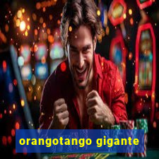 orangotango gigante