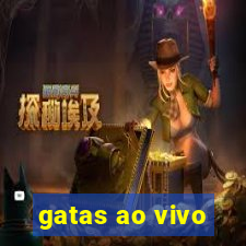 gatas ao vivo