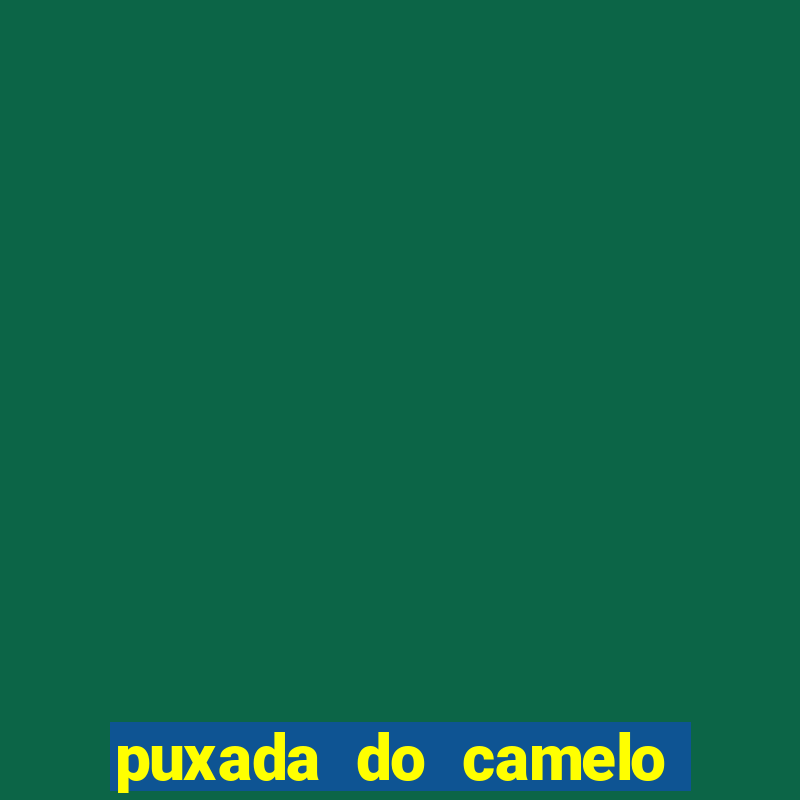 puxada do camelo jogo do bicho