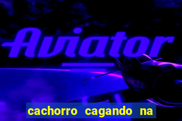 cachorro cagando na camisa do corinthians