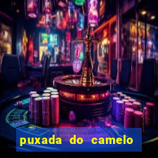 puxada do camelo jogo do bicho